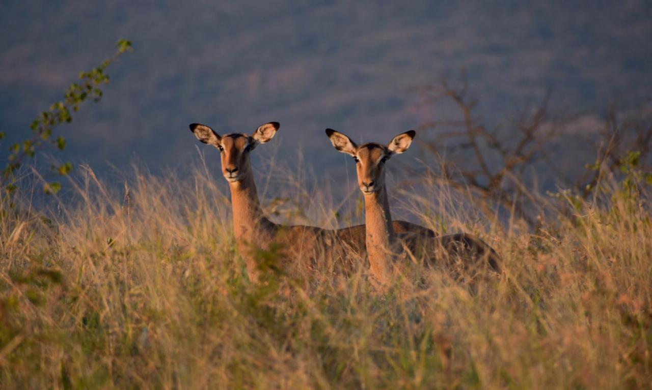 African Spirit Game Lodge Mkuze Bagian luar foto