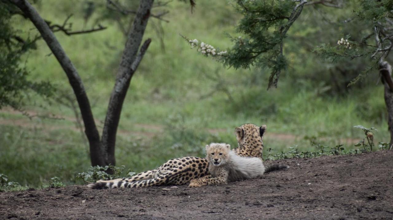 African Spirit Game Lodge Mkuze Bagian luar foto